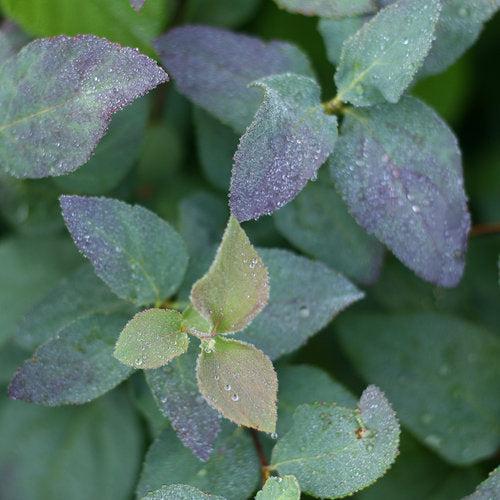 Spiraea x 'SMSMBK'  - Double Play® Blue Kazoo Spirea