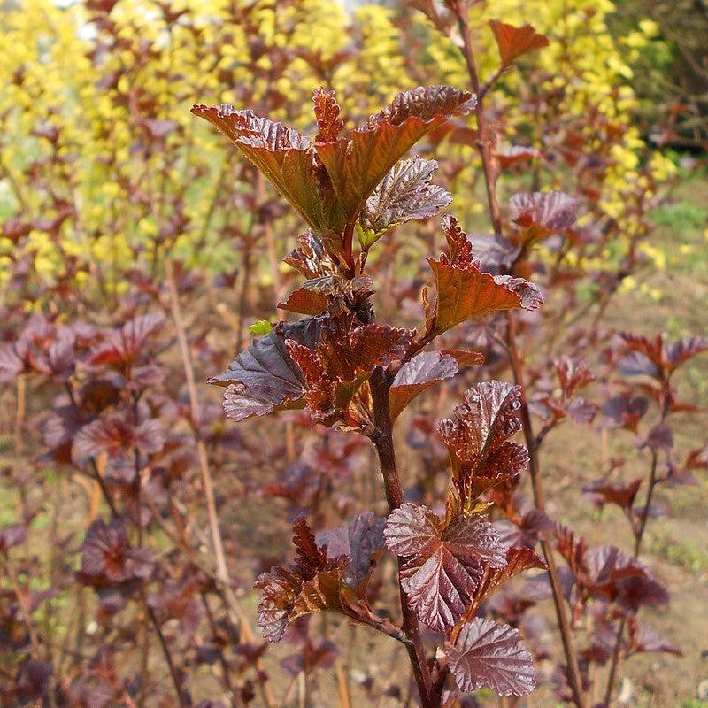 Physocarpus opulifolius 'Monlo'  - Diablo® Ninebark