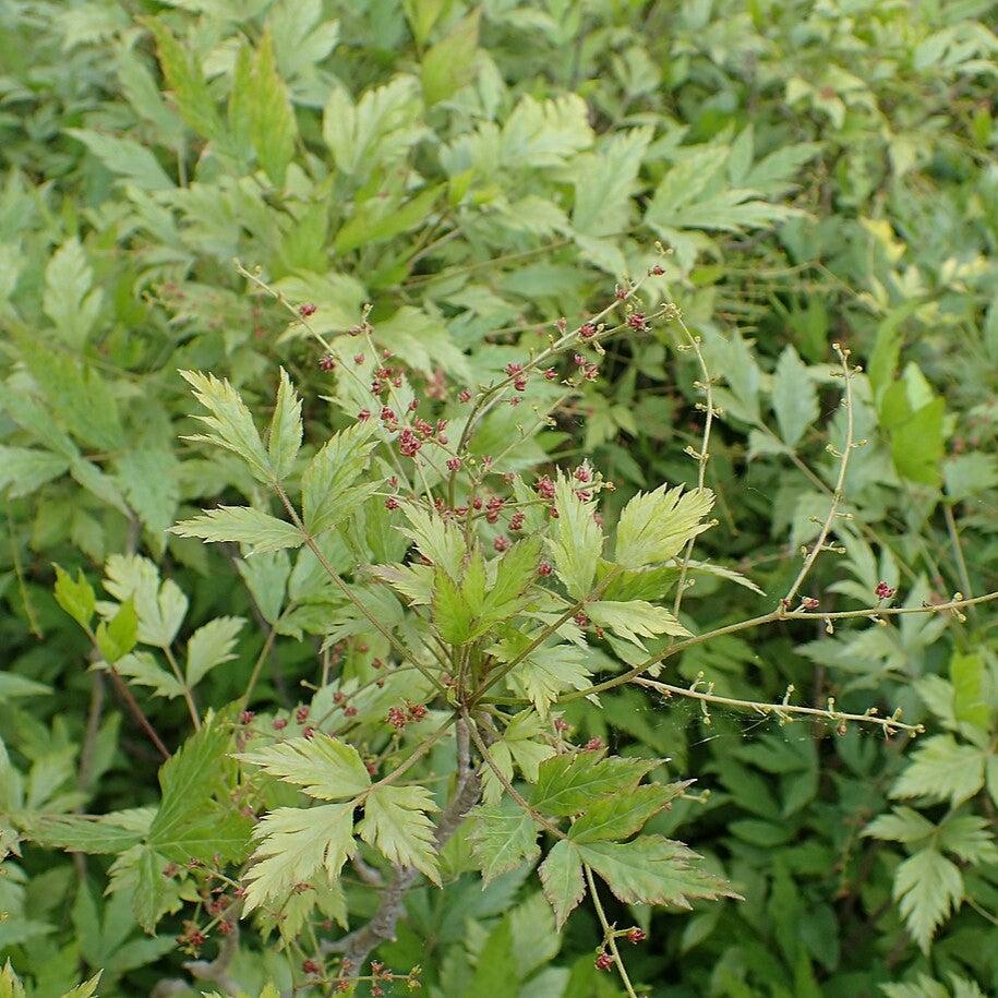 Xanthorhiza simplicissima  - Yellowroot