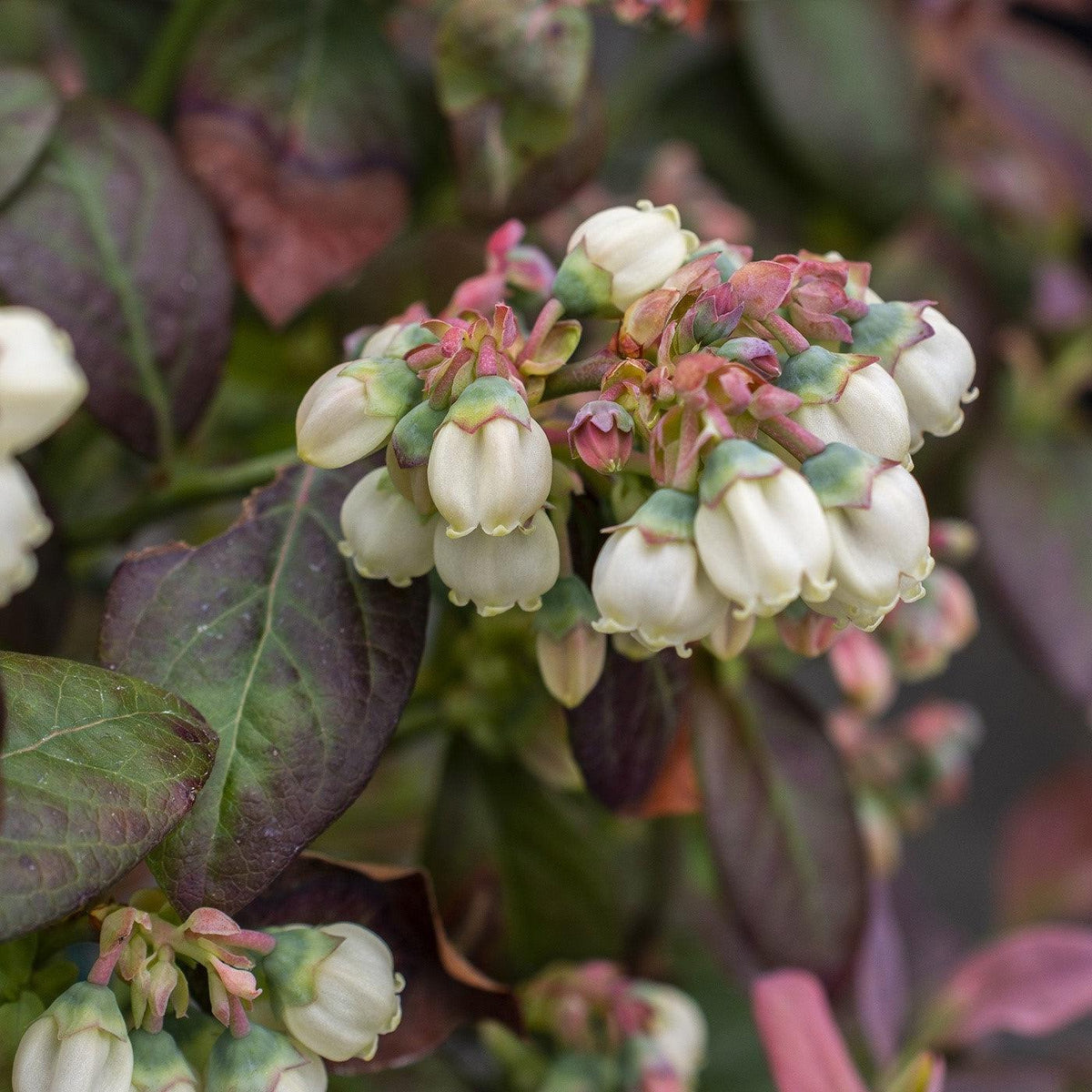 Vaccinium corymbosum 'ZF06-043'  - Peach Sorbet® Blueberry