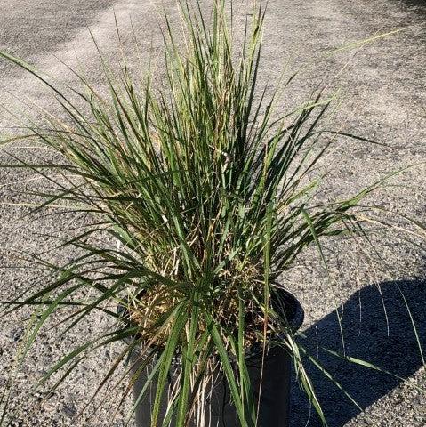 Calamagrostis x acutiflora 'Karl Foerster'  - Karl Foerster's Feather Reed Grass