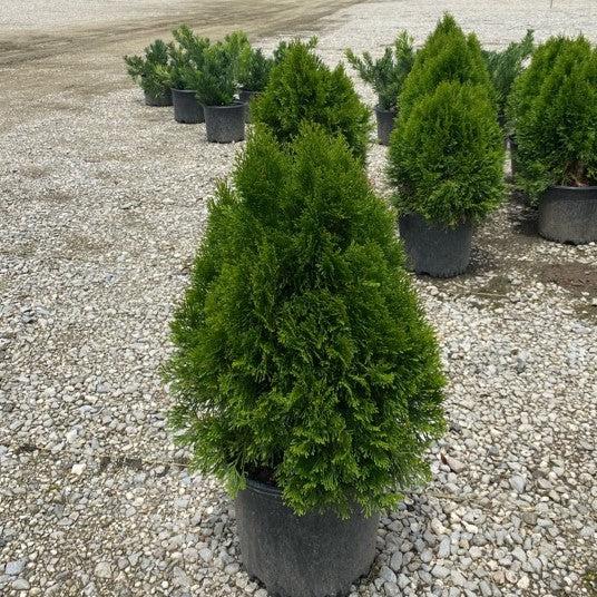 Thuja occidentalis 'Smaragd'  - Emerald Green Arborvitae