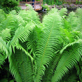 Matteuccia struthiopteris  - Ostrich Fern