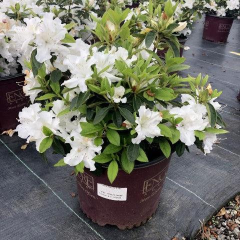 Rhododendron ‘Roblex’  - Encore® Autumn Lily™ Azalea