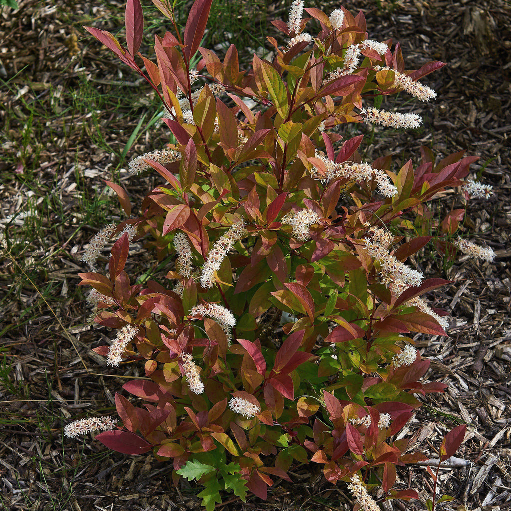 Itea virginica 'Henry's Garnet'  - Henry's Garnet Sweetspire