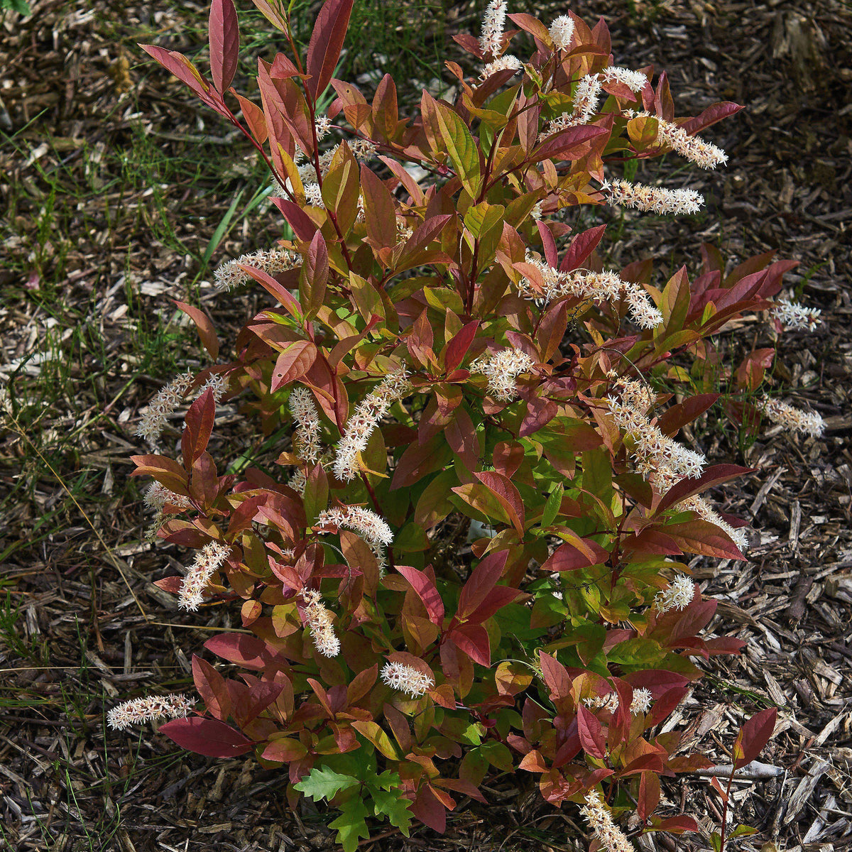 Itea virginica 'Henry's Garnet'  - Henry's Garnet Sweetspire
