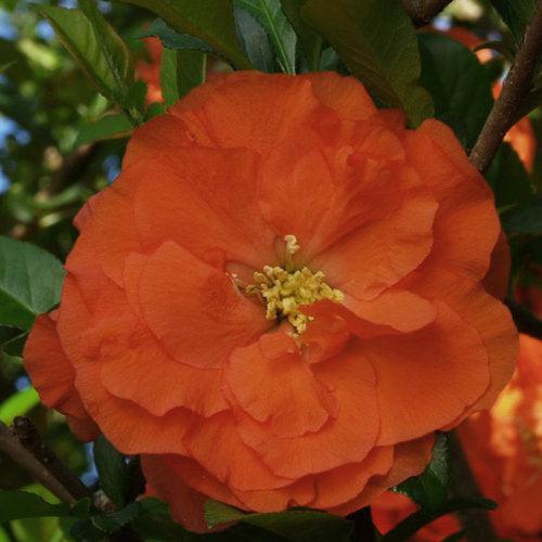 Chaenomeles speciosa 'Orange Storm' USPP 20,950  - PW® Double Take™ Orange Flowering Quince