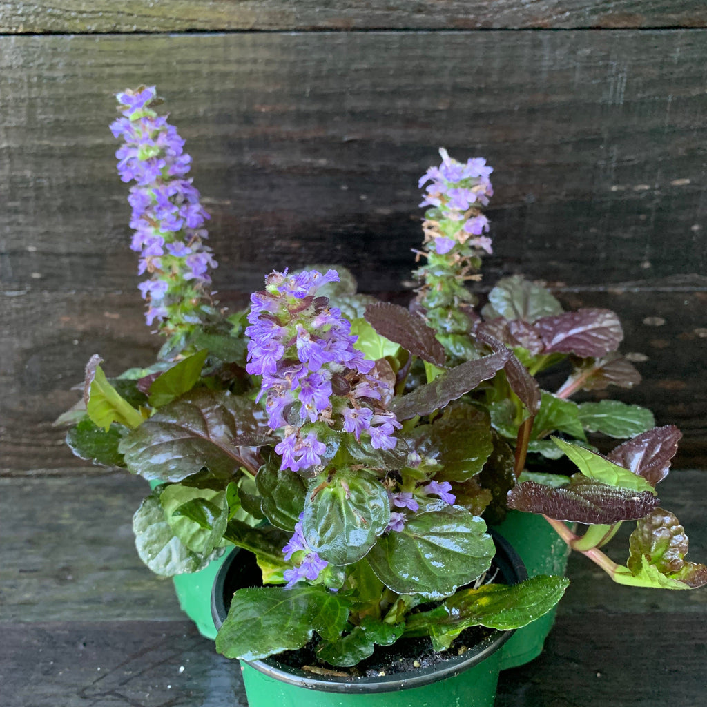 Ajuga reptans 'Binblasca'  - Black Scallop Bugleweed