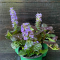 Ajuga reptans 'Binblasca'  - Black Scallop Bugleweed