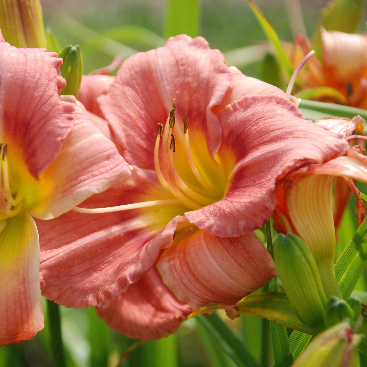 Hemerocallis 'Rosy Returns'  - Rosy Returns Daylily