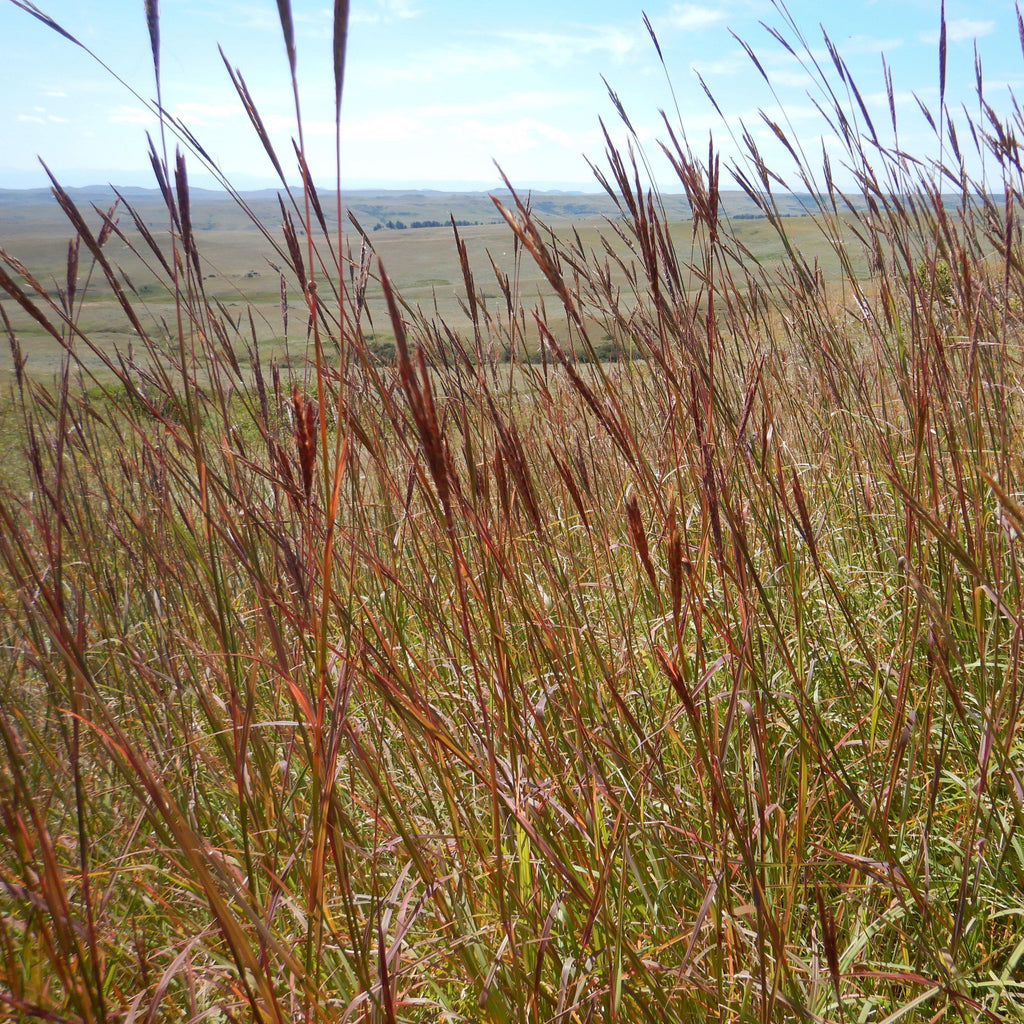Andropogon gerardii 'Red October'  - Red October Big Bluestem