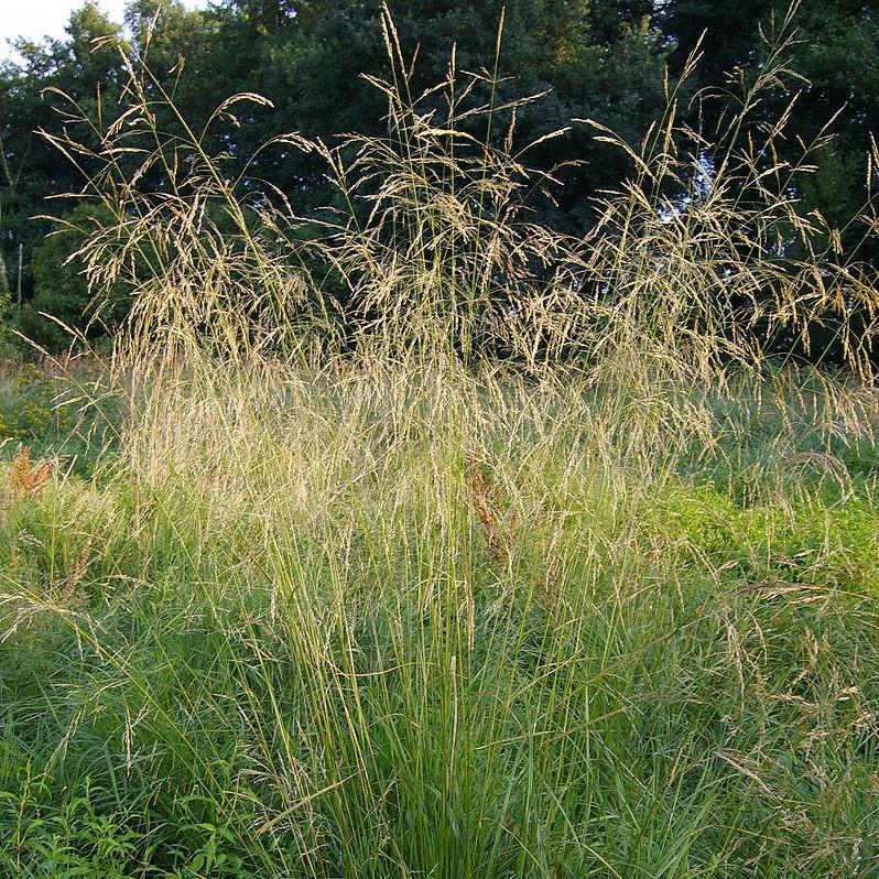 Deschampsia cespitosa  - Tufted Hairgrass