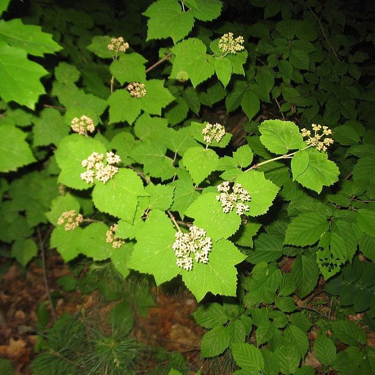 Viburnum acerifolium  - Mapleleaf Viburnum