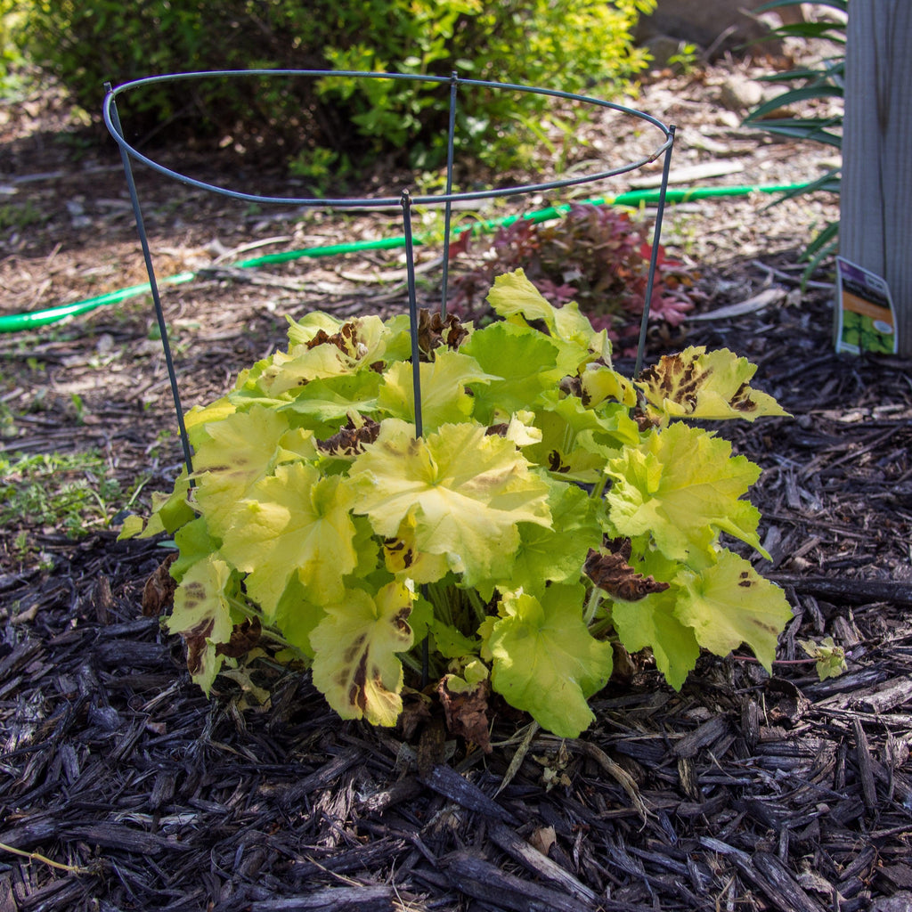 Heuchera 'Guacamole'  - Guacamole Heuchera