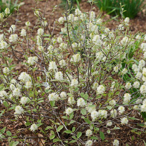 Fothergilla x intermedia 'NCFI1' USPP 34,139  - Legend of the Small® Fothergilla