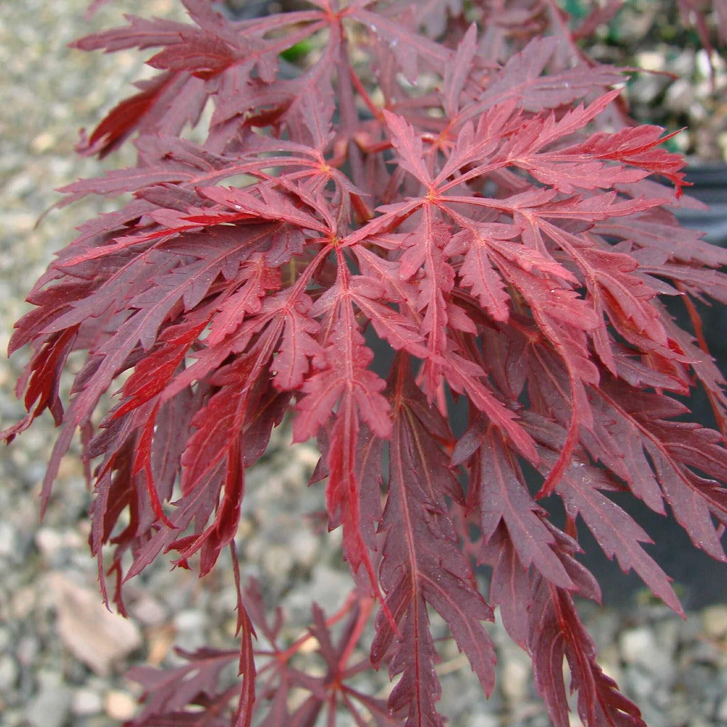 Acer palmatum var. dissectum 'Red Dragon'  - Red Dragon Japanese Maple