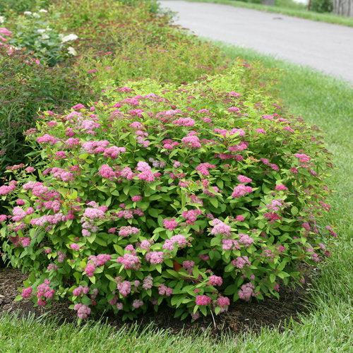 Spiraea x 'Tracy' USPP 21,588  - Double Play® Big Bang Spirea