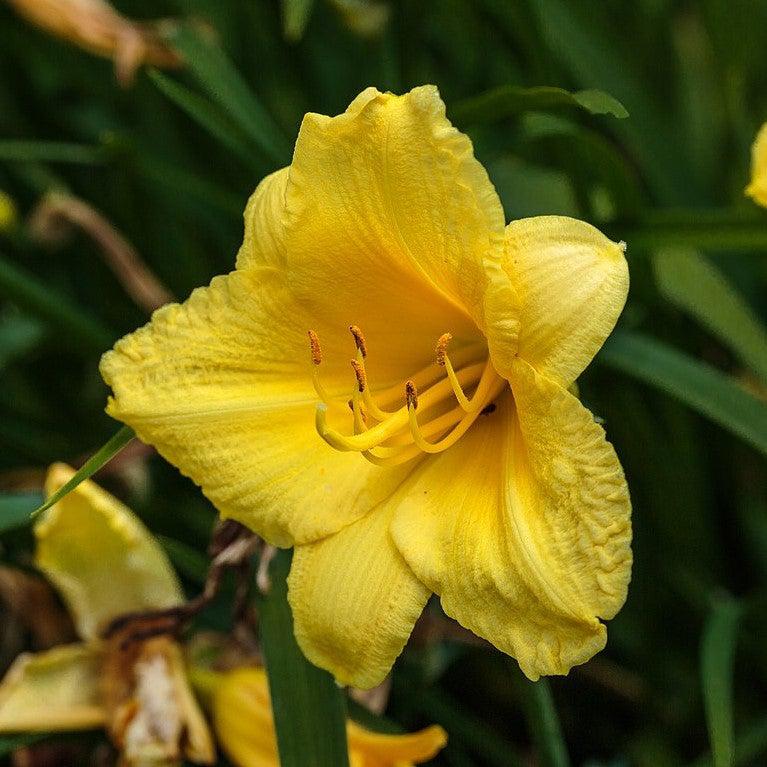 Hemerocallis 'Happy Returns'  - Happy Returns Daylily