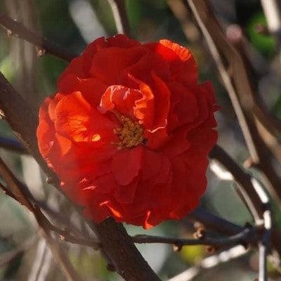 Chaenomeles speciosa 'Orange Storm' USPP 20,950  - PW® Double Take™ Orange Flowering Quince