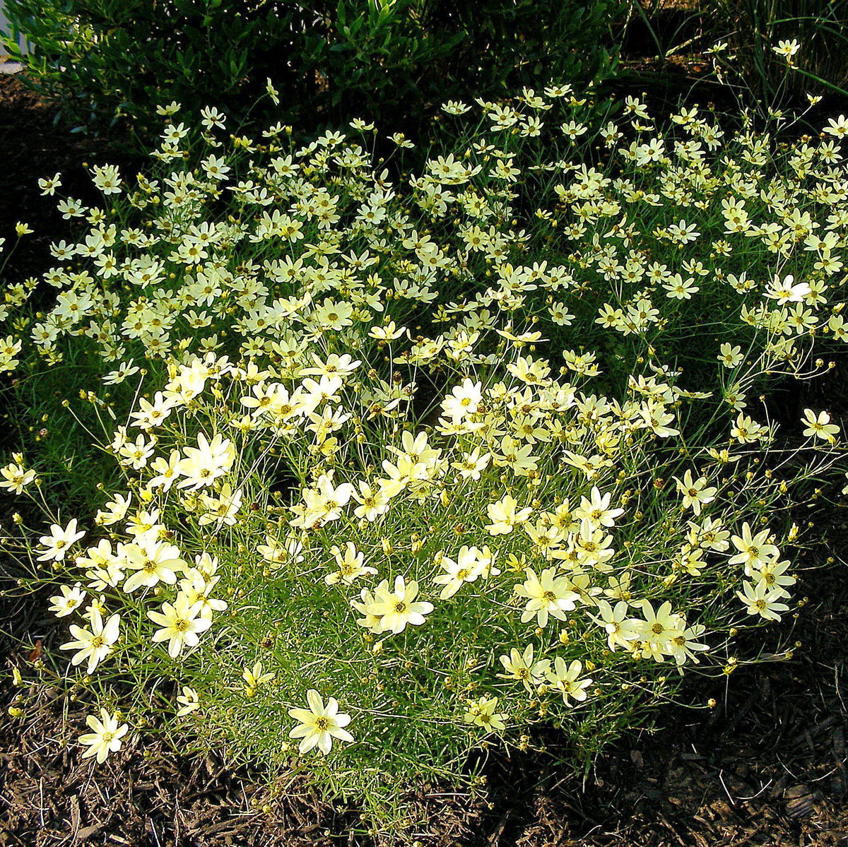 Coreopsis verticillata 'Moonbeam'  - Moonbeam Threadleaf Coreopsis
