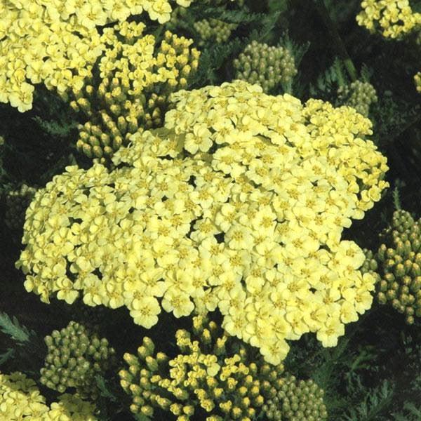Achillea millefolium 'Sunny Seduction'  - Sunny Seduction Yarrow