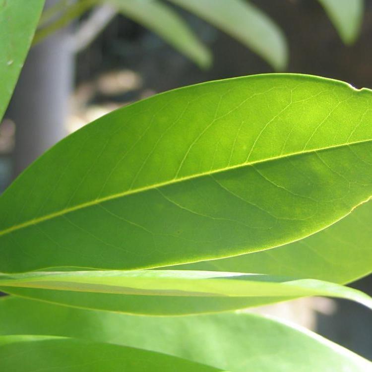 Magnolia virginiana 'Jim Wilson' PP12,065  - Moonglow® Sweet Bay Magnolia