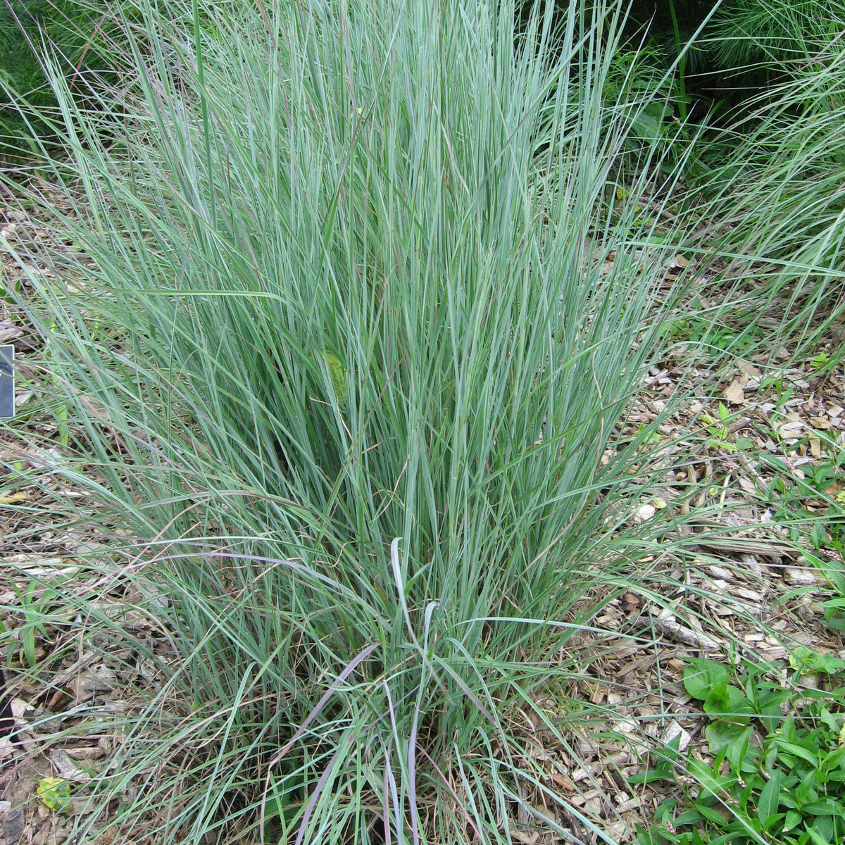 Schizachyrium scoparium 'Prairie Blues'  - Prairie Blues Little Bluestem