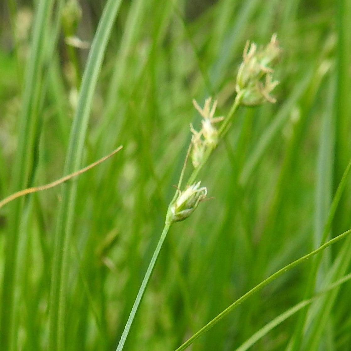 Carex divulsa  - Grassland Sedge