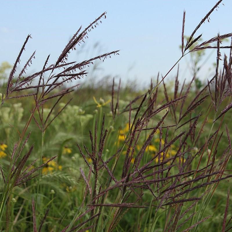 Andropogon gerardii  - Big Bluestem