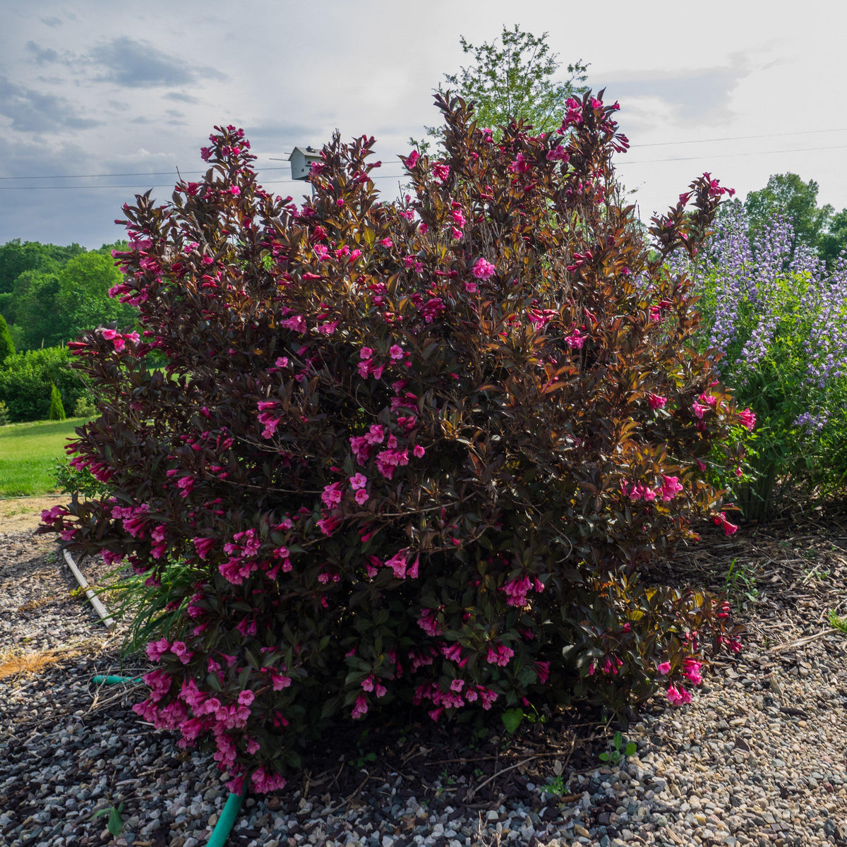 Weigela florida 'Alexandra’  - Wine & Roses® Weigela