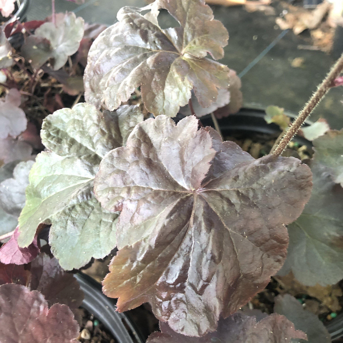 Heuchera 'Obsidian'  - Obsidian Coral Bells