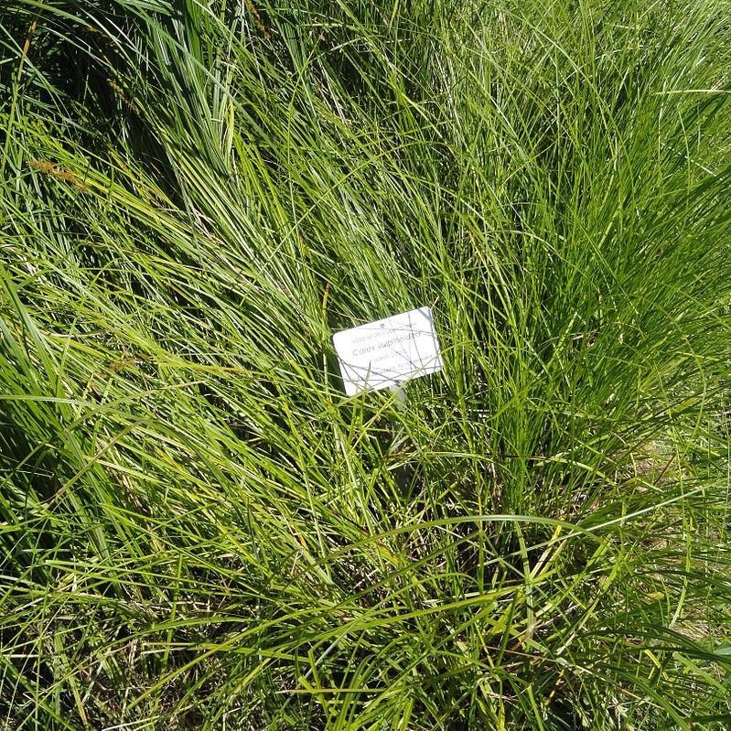 Carex vulpinoidea  - Fox Sedge