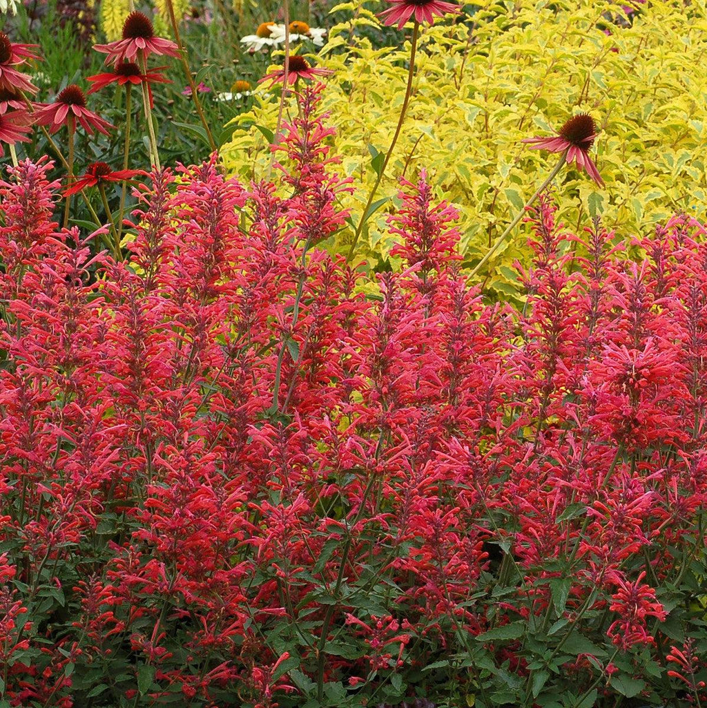 Agastache ‘Kudos Coral’  - Kudos™ Coral Hummingbird Mint, Hyssop
