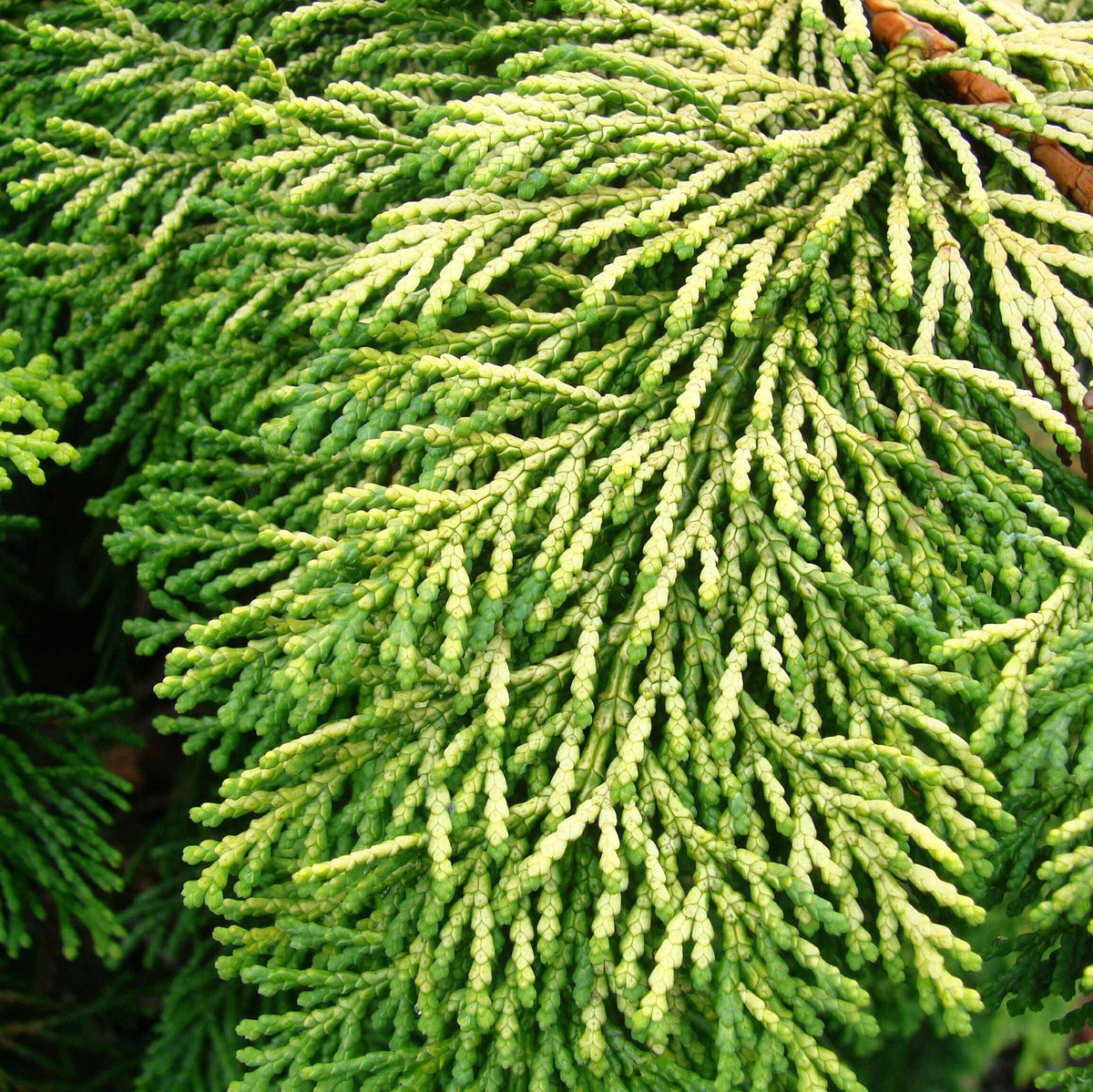 Chamaecyparis obtusa 'Crippsii'  - Golden Hinoki False Cypress
