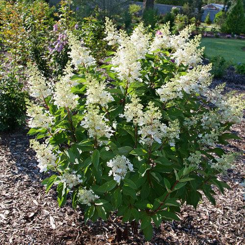 Hydrangea paniculata 'ILVOHPPRM' PP35,334  - Pinky Winky Prime® Hydrangea