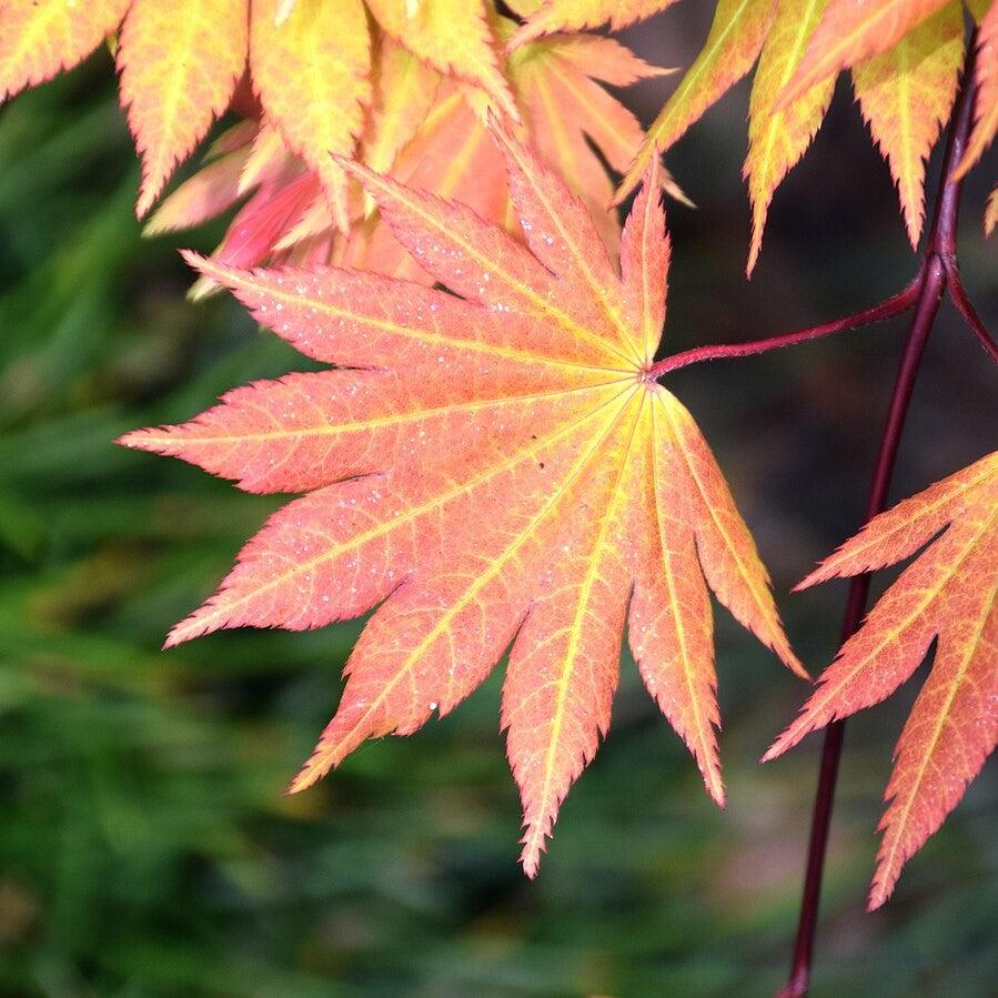 Acer shirasawanum 'Autumn Moon'  - Autumn Moon Japanese Maple