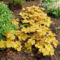 Heuchera 'Caramel' PP16,560  - Caramel Coral Bells, Heuchera