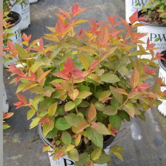 Spiraea x 'NCSX2'  - Double Play® Doozie Spirea