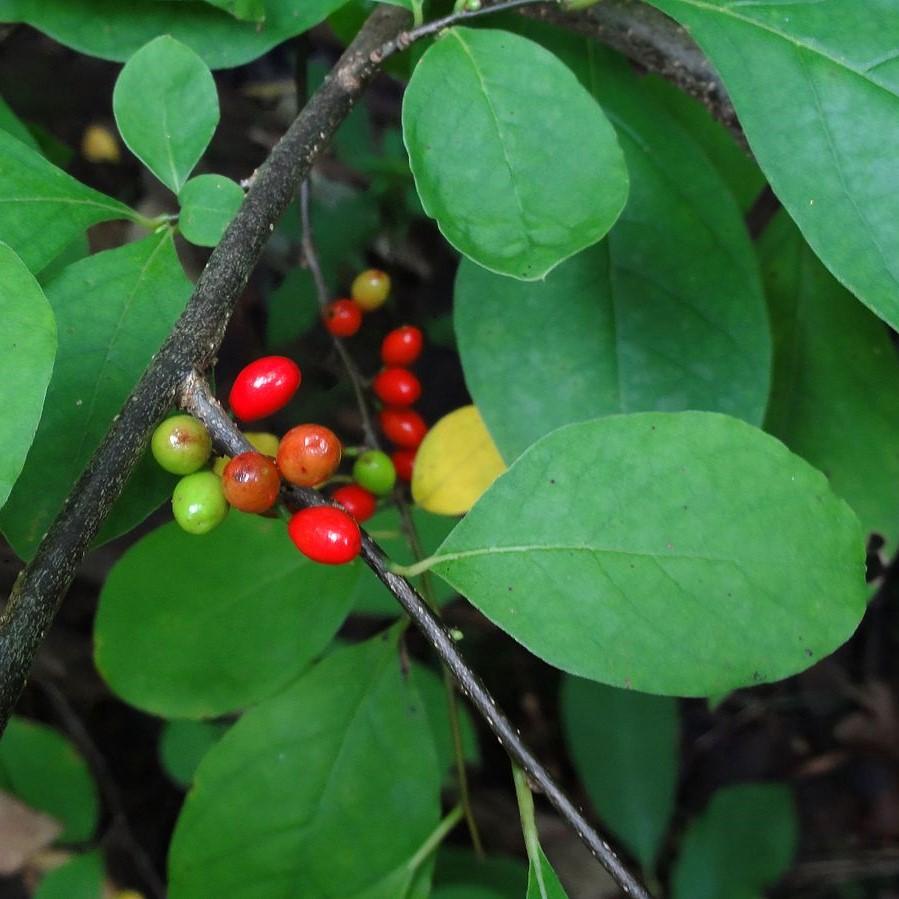 Lindera benzoin  - Spice Bush