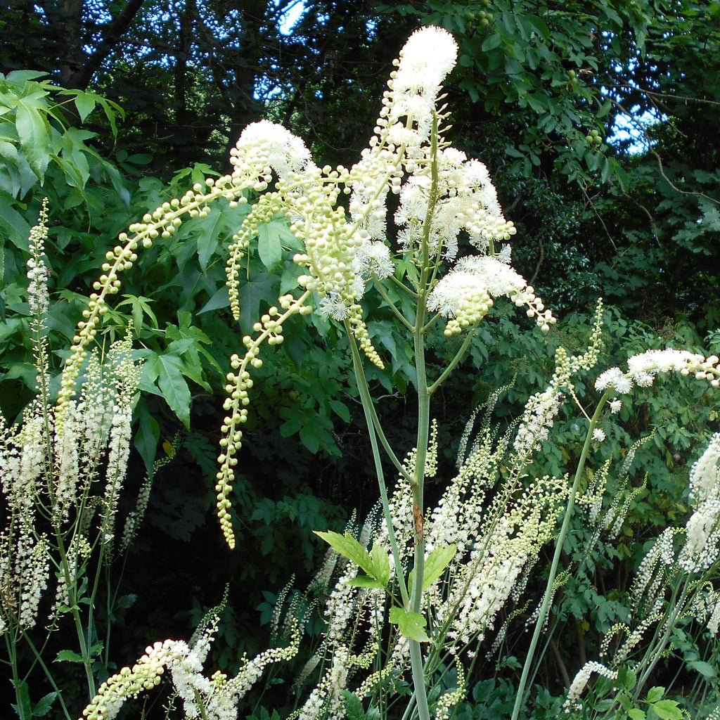 Actaea racemosa  - Black Cohosh