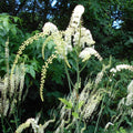 Actaea racemosa  - Black Cohosh