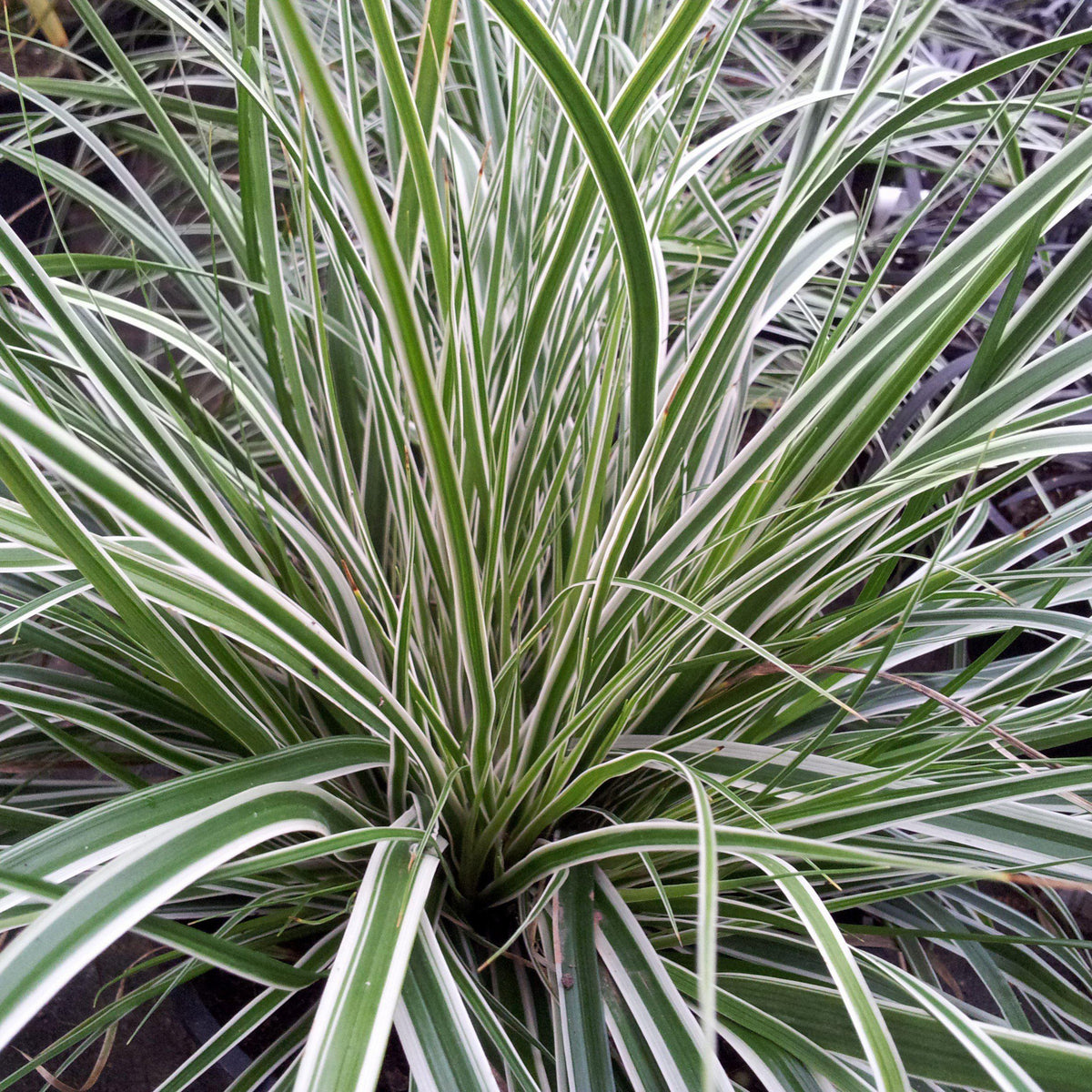 Carex oshimensis 'CarFit01'  - Evercolor® Everest Variegated Sedge