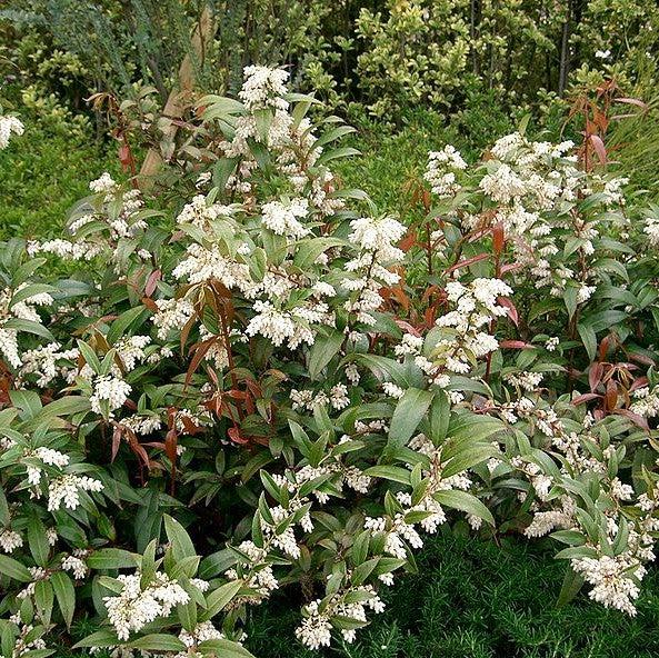 Leucothoe axillaris  - Coastal Leucothoe