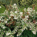 Leucothoe axillaris  - Coastal Leucothoe