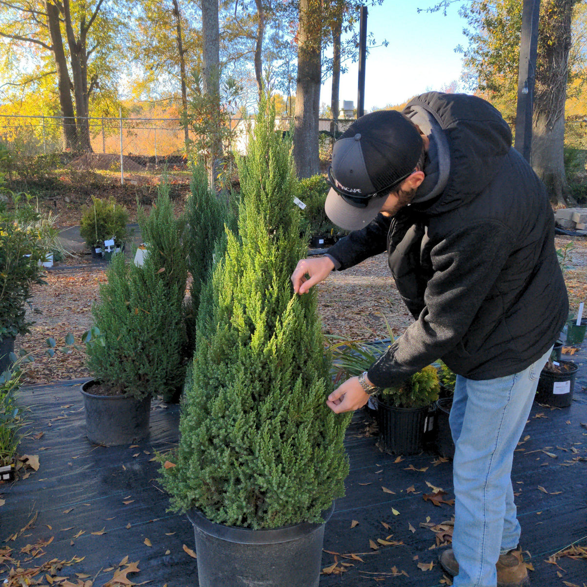 Juniperus chinensis 'Blue Point'  - Blue Point Juniper