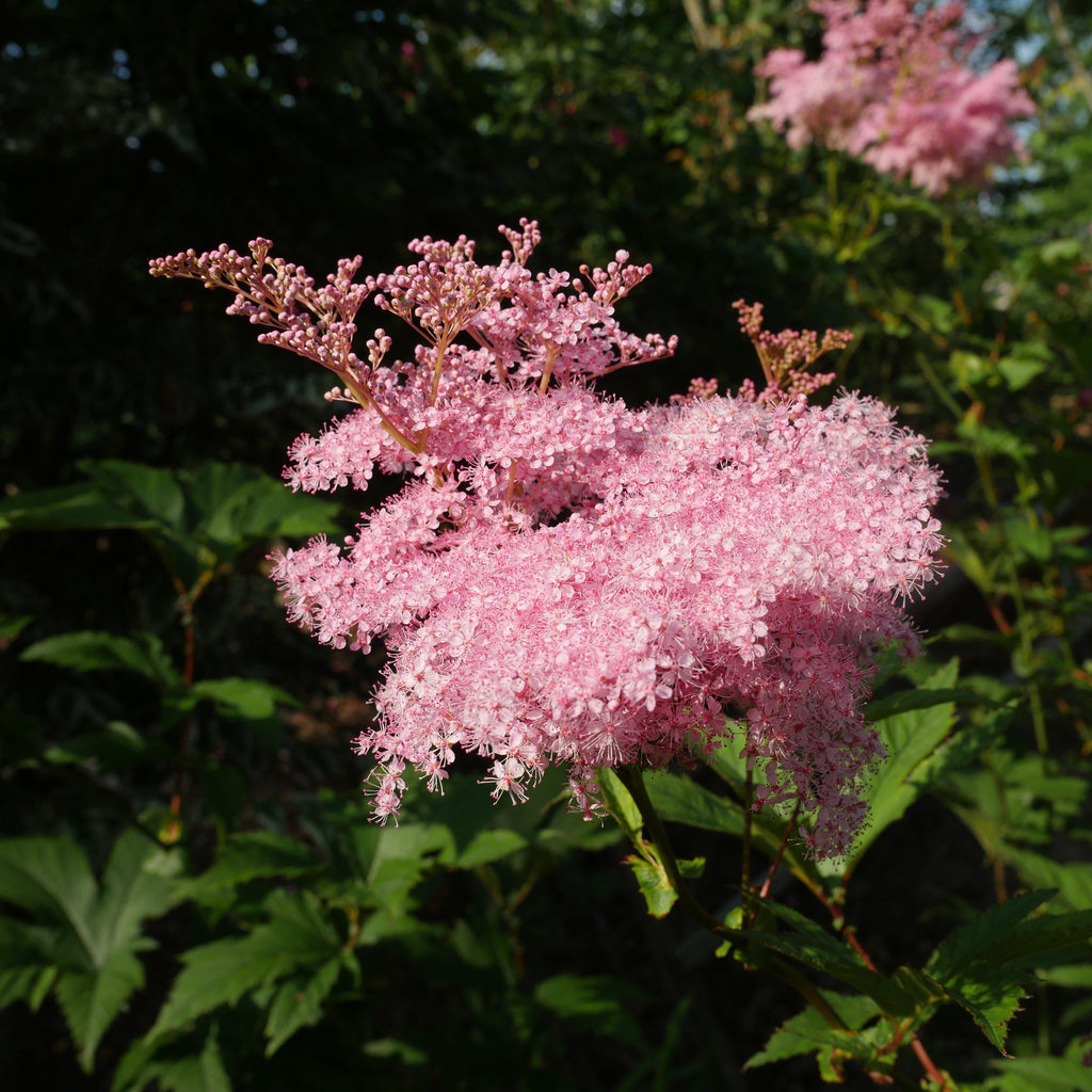 Filipendula rubra 'Venusta'  - Venusta Queen of the Prairie
