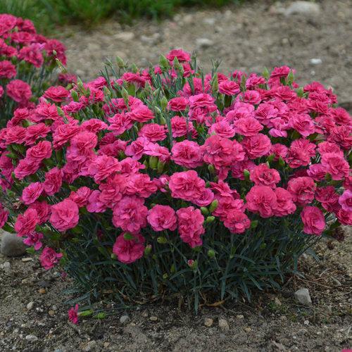 Dianthus 'Raspberry Ruffles'  - Fruit Punch® Raspberry Ruffles Dianthus