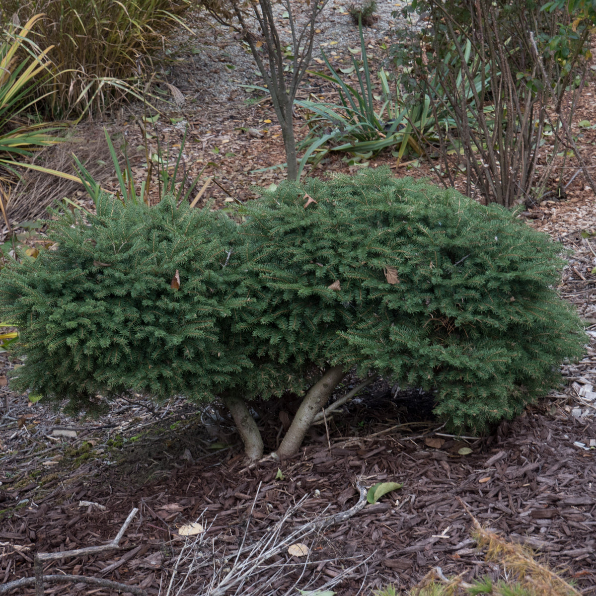 Picea abies 'Nidiformis'  - Bird's Nest Spruce