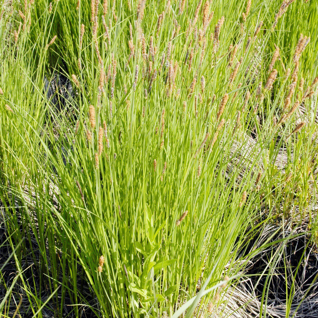 Carex stricta  - Tussock Sedge