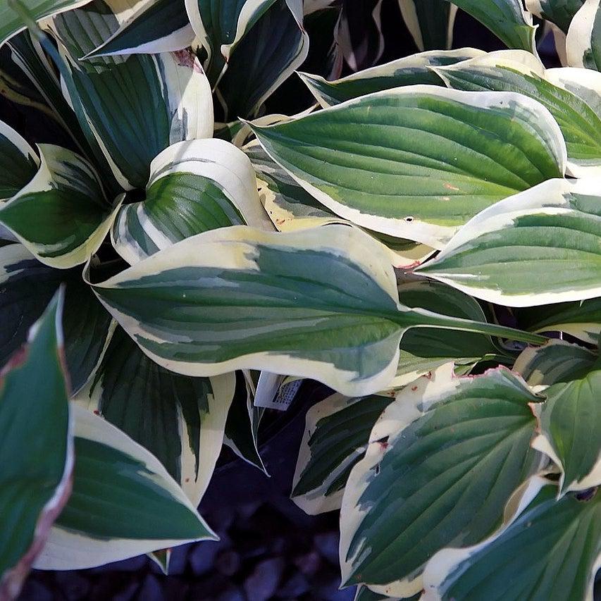 Hosta 'Patriot'  - Patriot Hosta